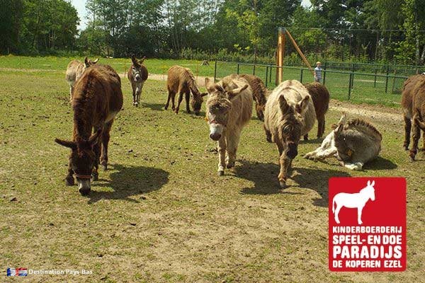De Koperen Ezel Une journée en famille sur la Veluwe aux Pays-Bas