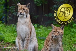Le parc Kasteelpark Born est un parc d’attraction animalier aux Pays-Bas