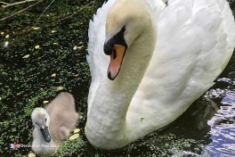 zoo aux pays-bas