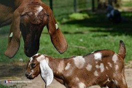 Zoo de Limbourg Pays-Bas