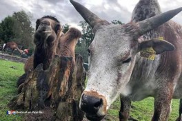 Zoo pour enfants Veluwe