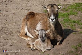 Parc d\\\\\\\'attraction Pays-Bas