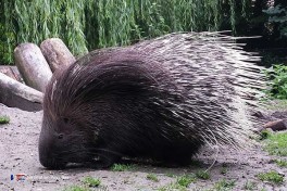 Visiter le zoo aux Pays-Bas