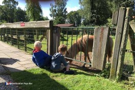 Camping Pays-Bas un terrain de mini-golf une salle de ping-pong couverte une cantine  un snack-bar avec terrasse ainsi qu’une ferme pour enfants