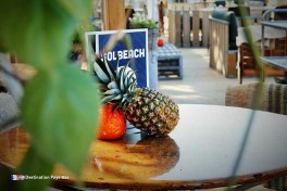 L’ambiance est très détendue à Solbeach à Scheveningen Il y a de vraies plantes et des oliviers partout